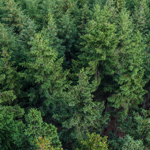 Deze bar plant bomen. We werken samen met One Tree Planted en doneren 1% van de jaarlijkse verkoop aan hun fonds. Tot nu toe hebben we 1370 bomen geplant in Afrika dankzij jouw steun.
