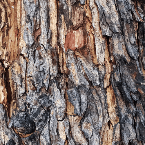 Close-up van boomschors met een ruwe textuur