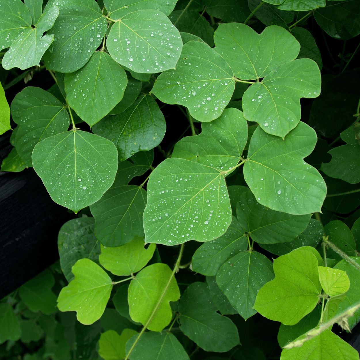 Kudzu-extract – een plantaardig ingrediënt dat bekend staat om zijn versterkende werking op het haar, het verbeteren van de elasticiteit en het beschermen tegen haarbreuk.